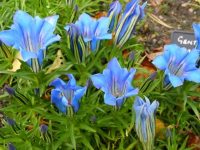 Big mid blue flowers